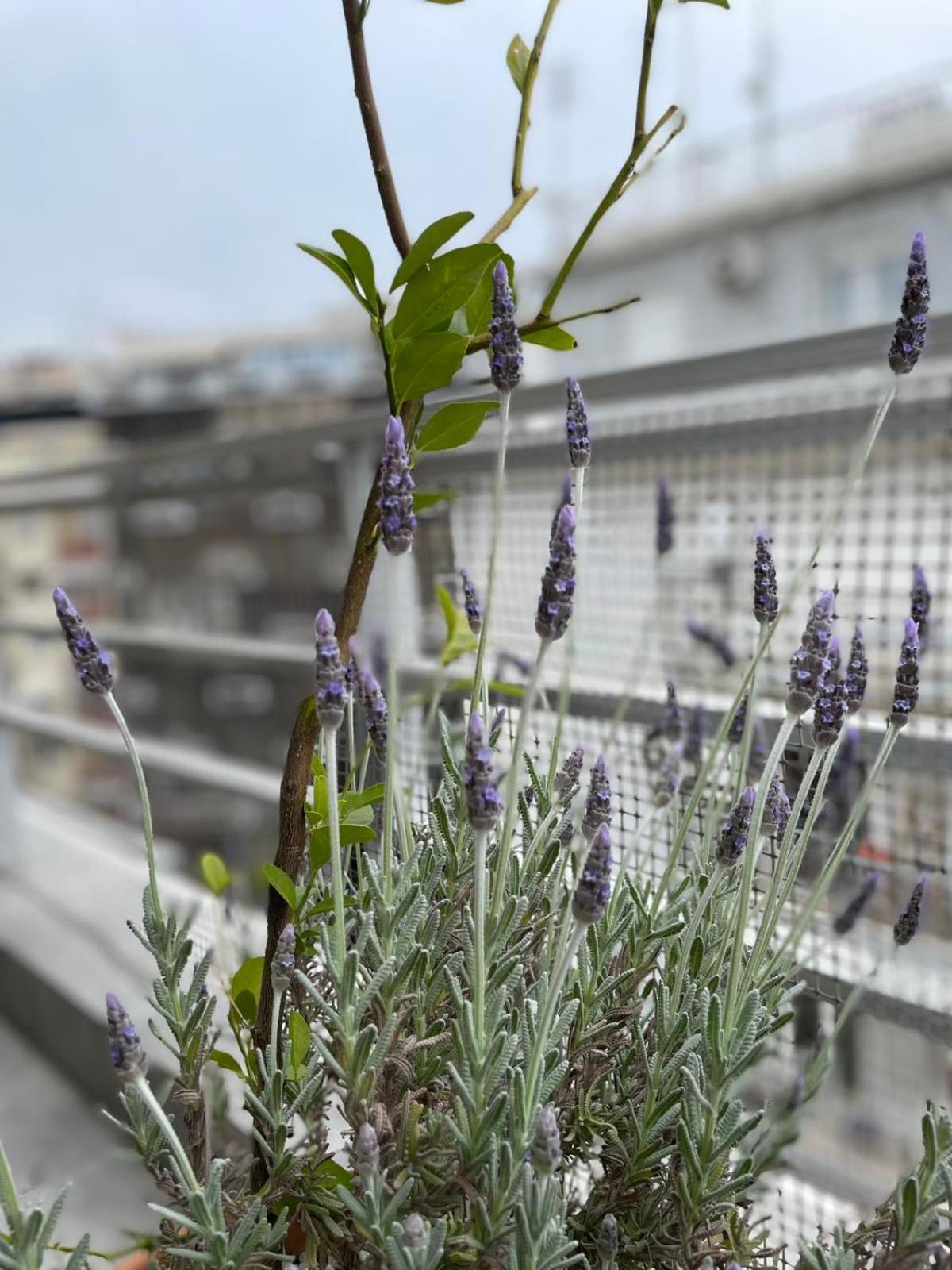 Domus City Apartment With Wonderful Balcony 塞萨洛尼基 外观 照片